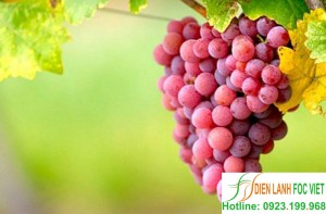 lap-dat-kho-lanh-bao-quan-nho-5