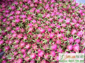 lap-dat-kho-lanh-trai-cay-1