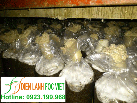 kho lạnh bảo quản nấm
