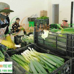 kho lạnh rau sạch